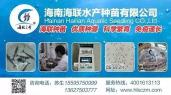 行情高漲激發養戶熱情，淡水魚功能料時代 超越噱頭的技術深耕與價值回歸